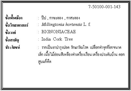 กล่องข้อความ: 7-50100-001-143 ชื่อพื้นเมือง : ปีป , กาซะลอง , กาสะลอง ชื่อวิทยาศาสตร์ : Millingtonia hortensis L. f. ชื่อวงศ์ : BIGNONIACEAE ชื่อสามัญ : India Cork Tree ประโยชน์ : รากเป็นยาบำรุงปอด รักษาวัณโรค เปลือกทำจุกก๊อกขนาดเล็ก เนื้อไม้อ่อนสีเหลืองทำเครื่องเรือน เครื่องประดับบ้าน ดอก สูบแก้หืด